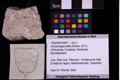 Foto (Objekt + Etiketten) von Ambulocapsa altilis (Robins, 2013) (NHMW-GEO-1990-0041-0497)